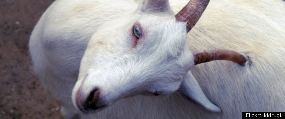 Goat Nativity Scene