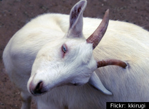 Http://i.huffpost.com/gen/449289/thumbs/sgoatnativityscenelarge300.jpg