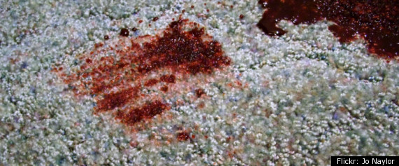 Blood Carpet