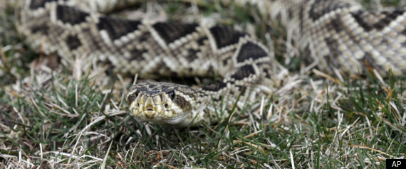 Argentina Snakes