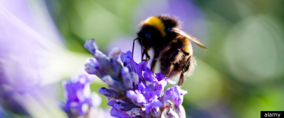 Bee Venom Beauty