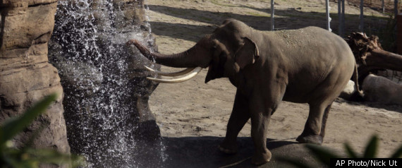 Woman La Zoo Elephants