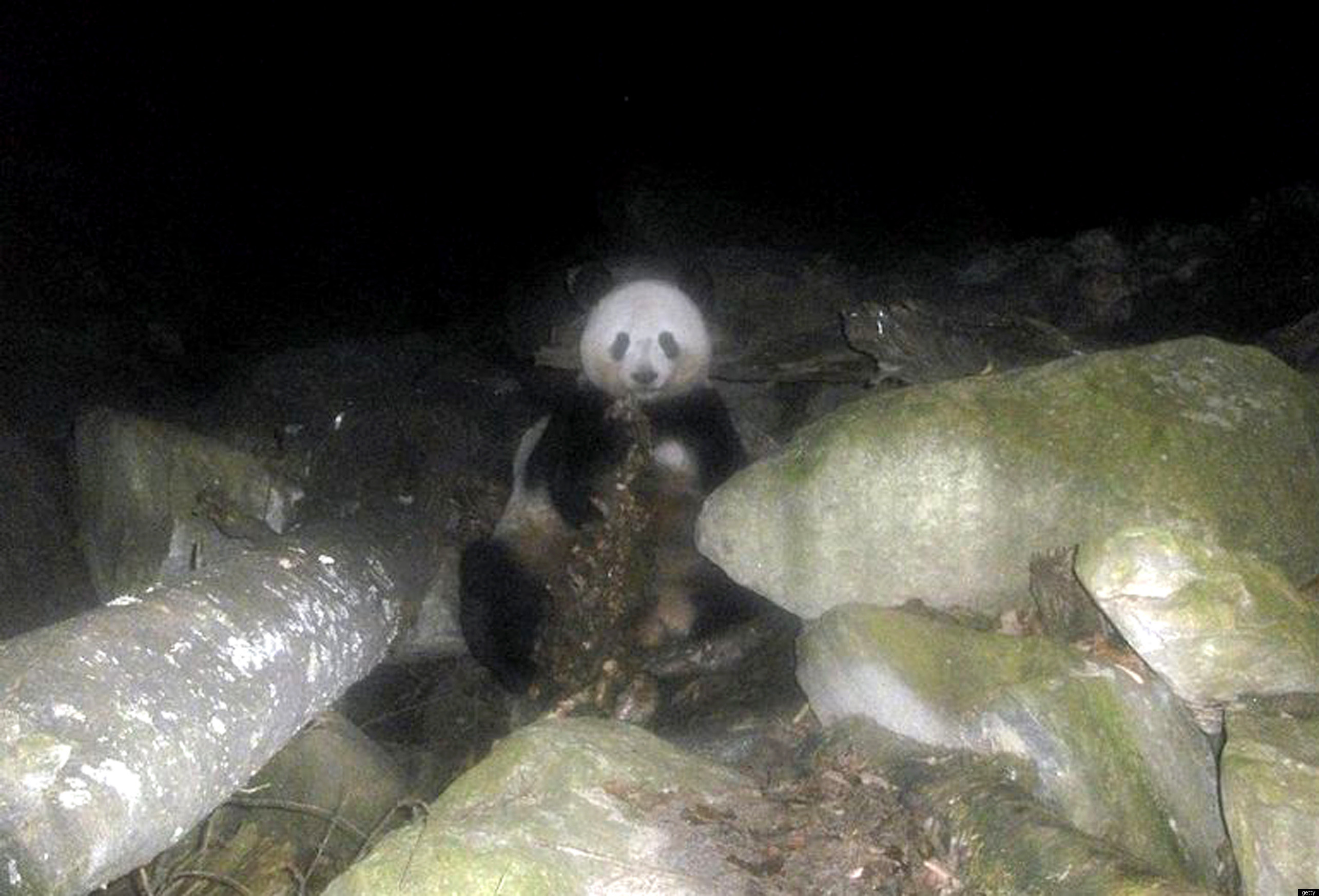 Panda Eats An Antelope: Chinese Bear Caught Eating Meat (PICTURE)