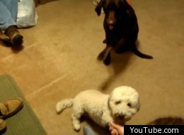 WATCH: Dog Mimics Other Dog To Win Owner's Love