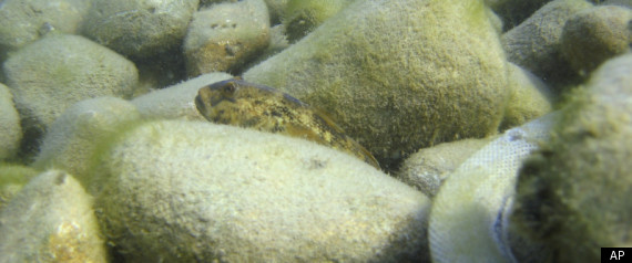 Round Goby Fish Great Lakes