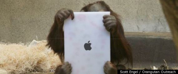 Ape