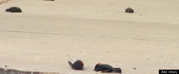 Dead Birds