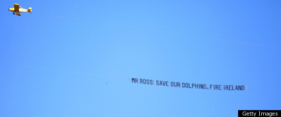 Dolphins Banner