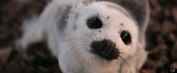 Harp Seal