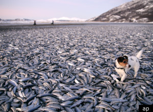 Http://i.huffpost.com/gen/453713/thumbs/sdeadherringnorwaylarge300.jpg