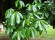 A Plant That...Brings Good Luck