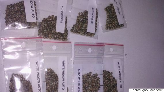sementes cannabis