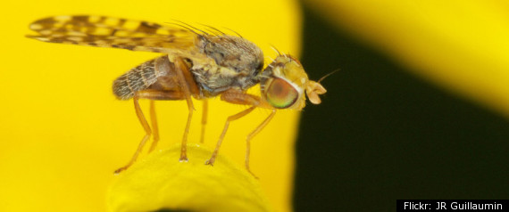 Fruit Fly