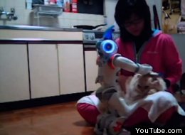 WATCH: Kinect-Controlled Robot Brushes Cat