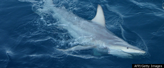 Hybrid Shark