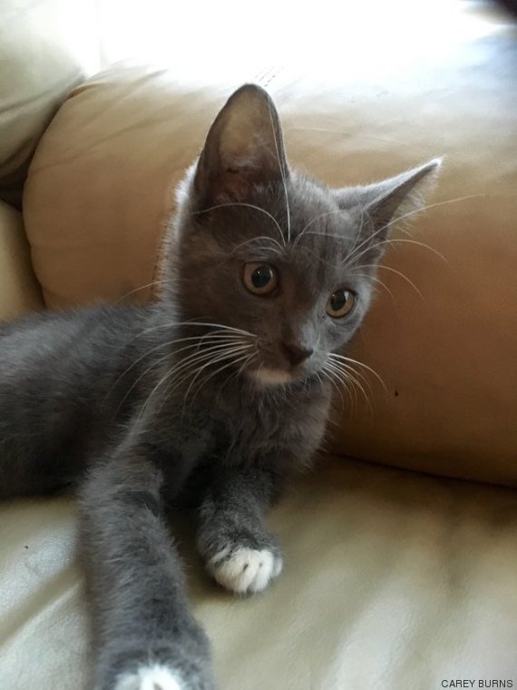 gata pokemon