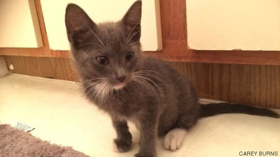 gata pokemon