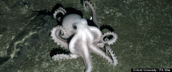 Octopus