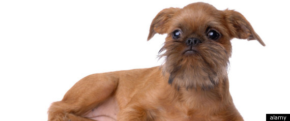 Brussels Griffon