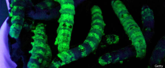 Silkworms
