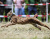 Ces lynx slovaques lâchés en Allemagne vont repeupler les Vosges