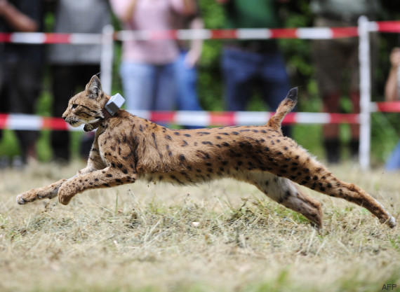 lynx vosges