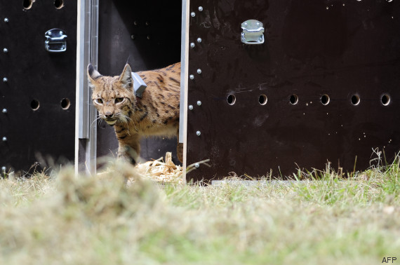 lynx vosges