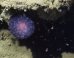Cette boule violette bizarre trouvée au fond de l'océan laisse les scientifiques perplexes