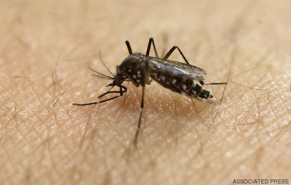 mosquito