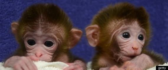 Chimera Monkeys