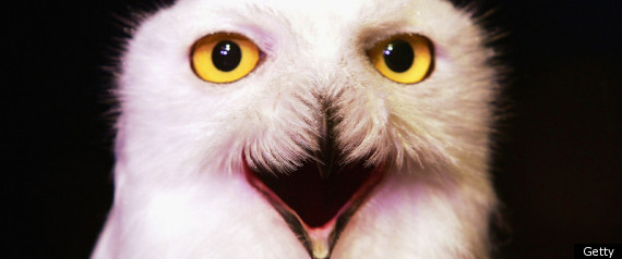 Harry Potter Owl