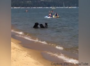 rencontre avec un ours que faire