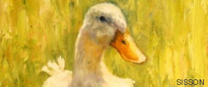 pato