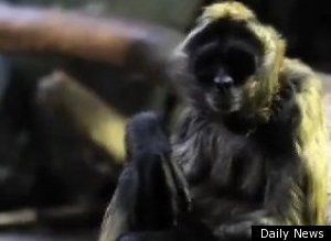 Spider Monkey Gop Primary