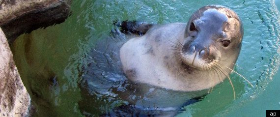 Hawaiian Monk Seal