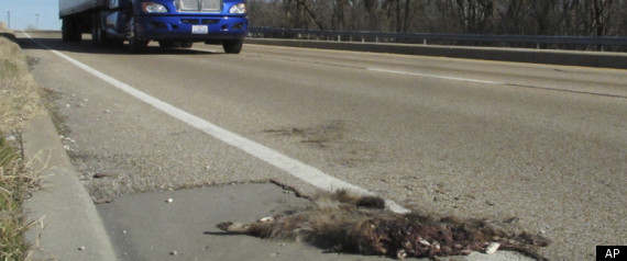 Illinois Roadkill Bill