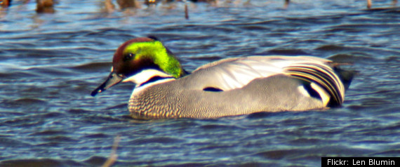 Falcated Duck California
