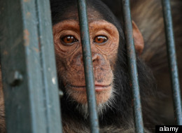 WATCH: Chimp Research: The Beginning Of The End?