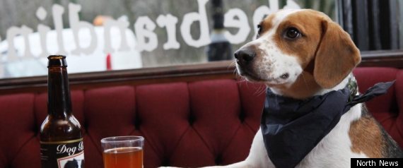 Dog Beer Drinking