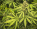 Un rapport interministériel propose de remplacer la peine de prison prévue pour usage de cannabis par une amende