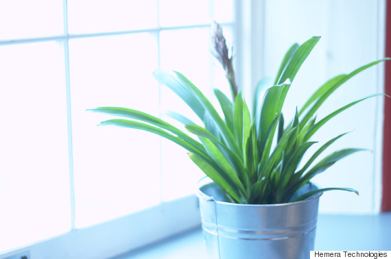 plant window