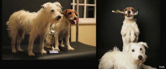 Dogs