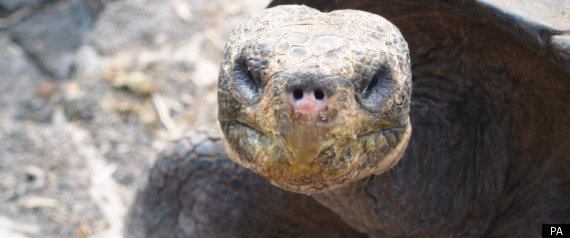 Giant Tortoise