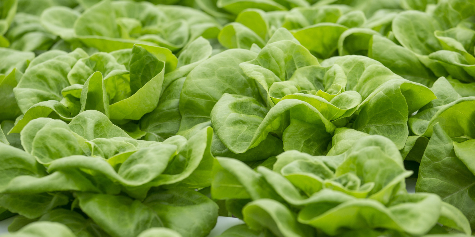 Lettuce Crisis Beat The Lettuce Shortage, Go Foraging! HuffPost UK
