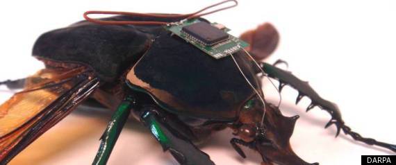 Cyborg Insects