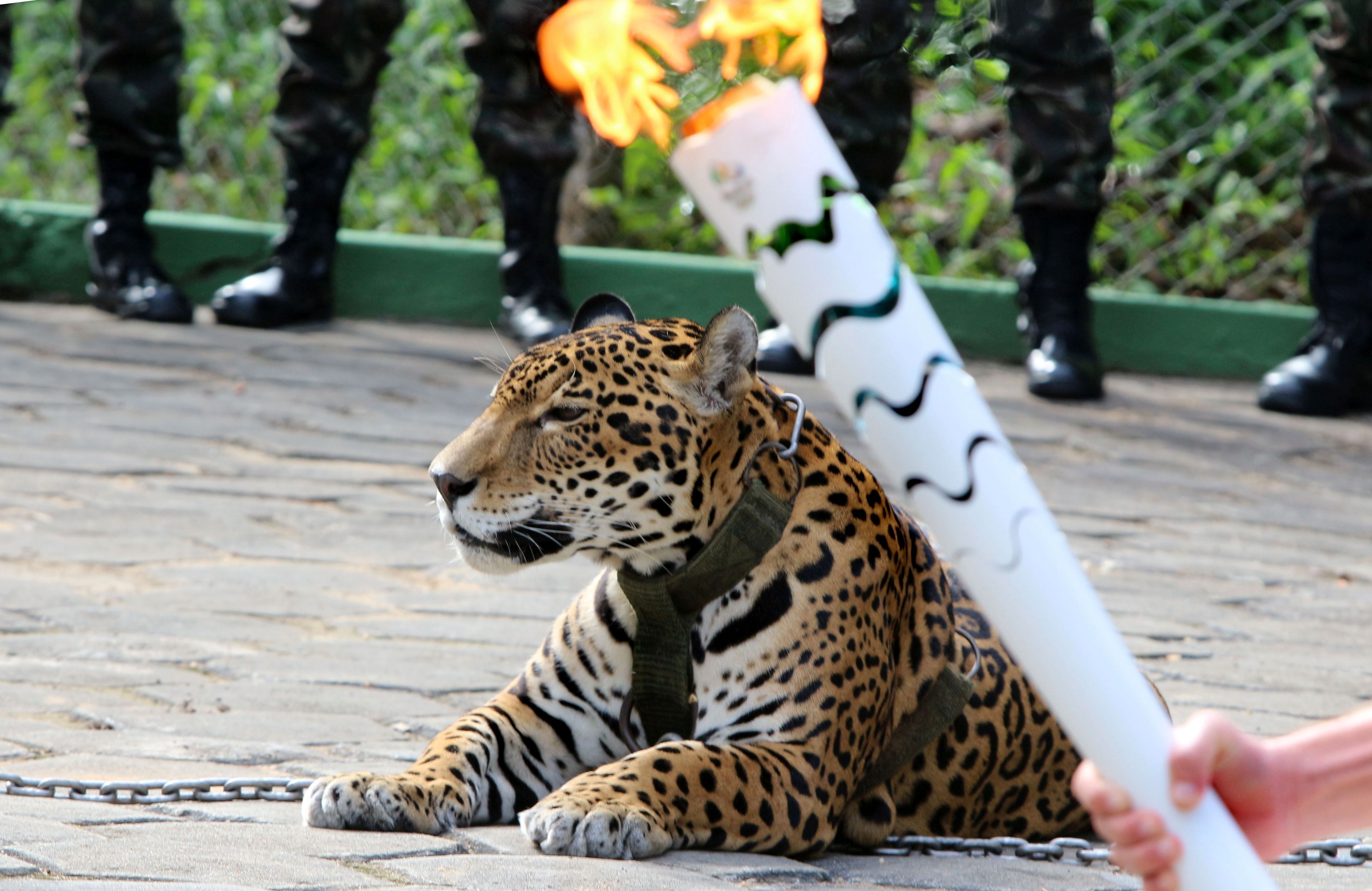 jaguar rio