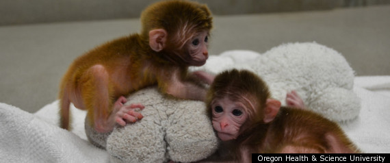 Chimeric Monkeys