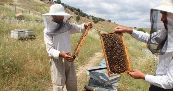 مسن تركي يأكل 2 كيلو و300 غرام من العسل في 15 دقيقة.. كم تنتج بلاده منه؟ O-ASFASF-570