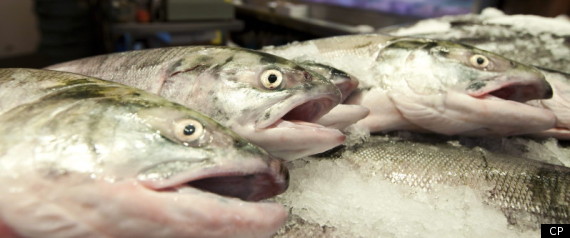 Sockeye