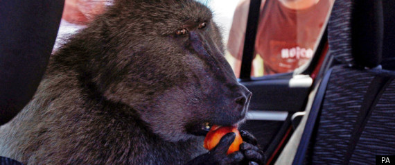 Baboon Fred